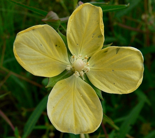 {Ludwigia bonariensis}